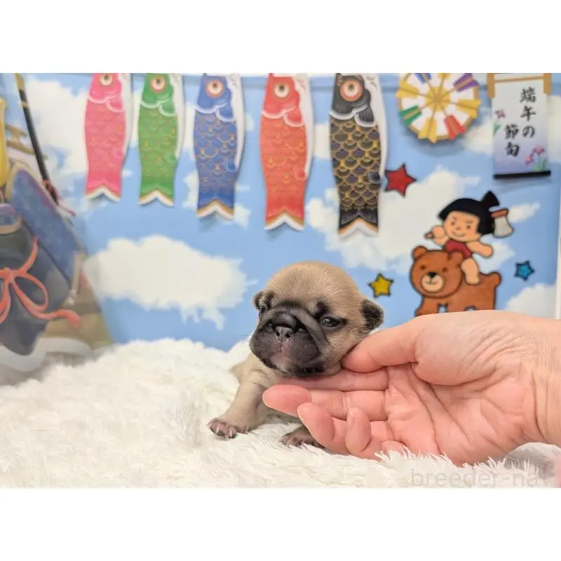 販売中の岐阜県のフレンチブルドッグ-451382の5枚目