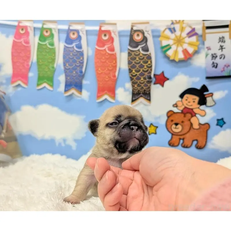 販売中の岐阜県のフレンチブルドッグ-451382の4枚目