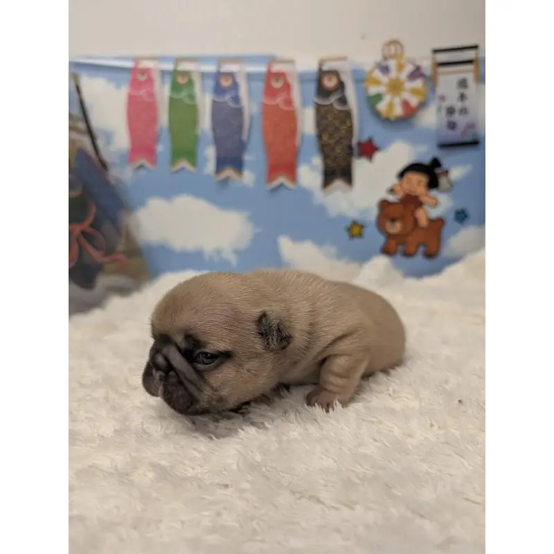 販売中の岐阜県のフレンチブルドッグ-451382の3枚目