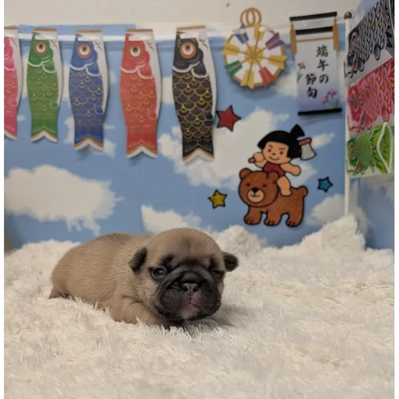 販売中の岐阜県のフレンチブルドッグ-451382の2枚目