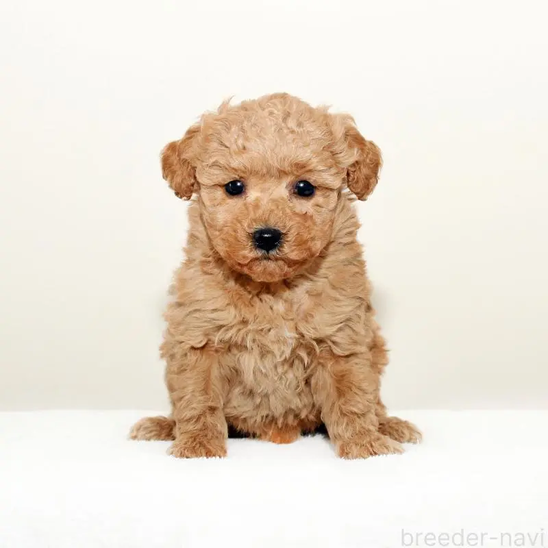 販売中の熊本県のマルプー:マルチーズ×トイプードル-451383の3枚目