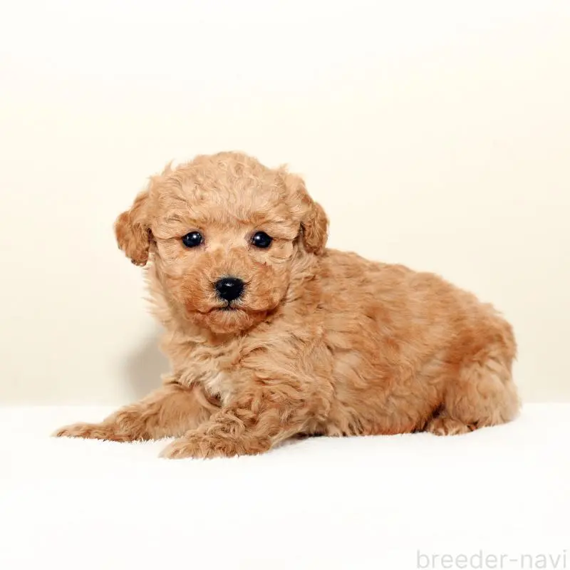 販売中の熊本県のマルプー:マルチーズ×トイプードル-451383の2枚目