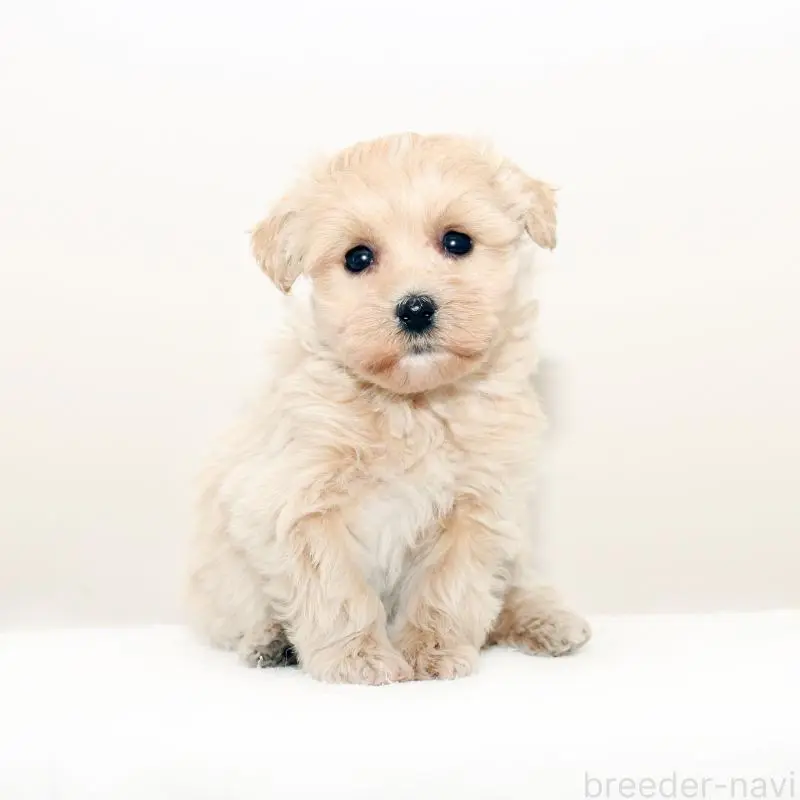 販売中の熊本県のマルプー:マルチーズ×トイプードル-451384の3枚目