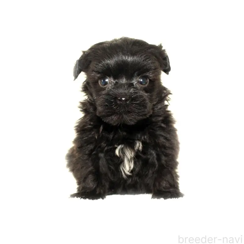 販売中の熊本県のポメプー:ポメラニアン×トイプードル-451385の2枚目