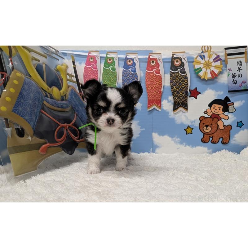 販売中の岐阜県のチワワ(ロングコート)-447352