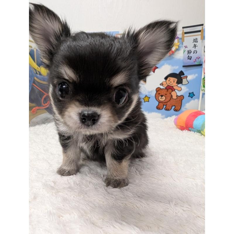 販売中の岐阜県のチワワ(ロングコート)-447351