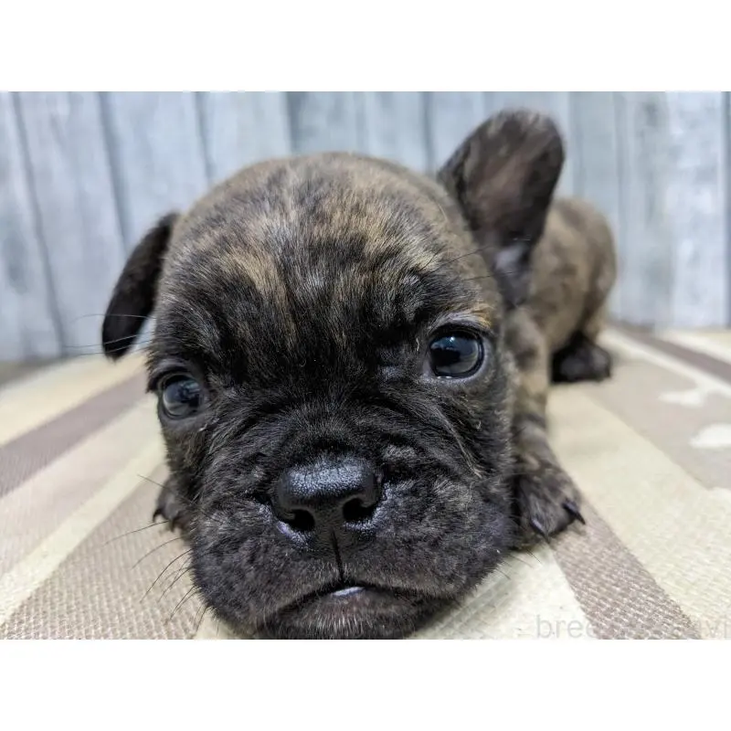 販売中の埼玉県のミックス犬-451386の4枚目