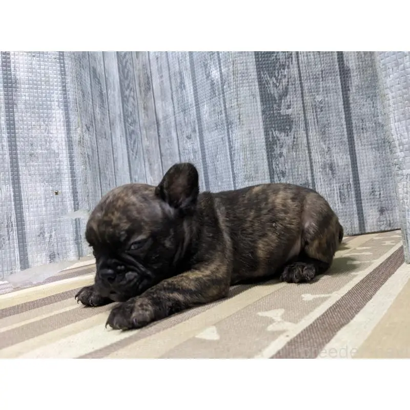 販売中の埼玉県のミックス犬-451386の3枚目