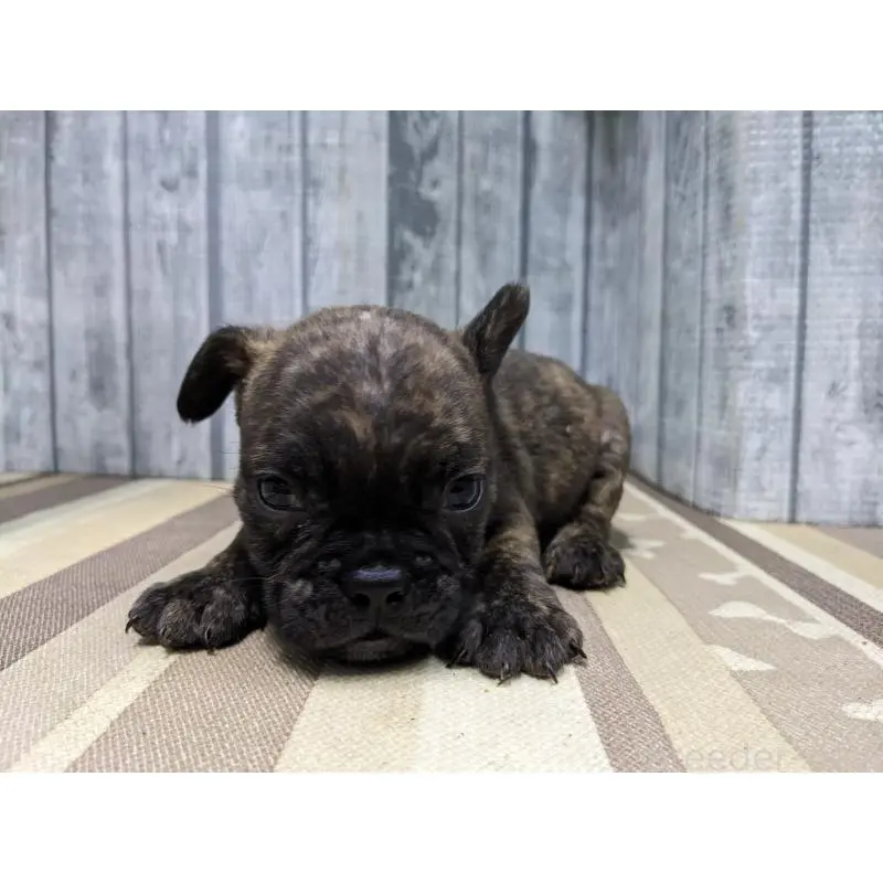 販売中の埼玉県のミックス犬-451386の2枚目