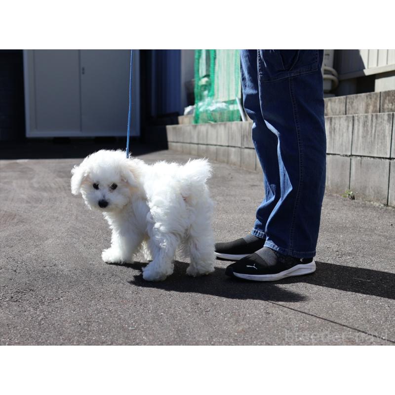 商談中の愛知県のビションフリーゼ-434960の10枚目