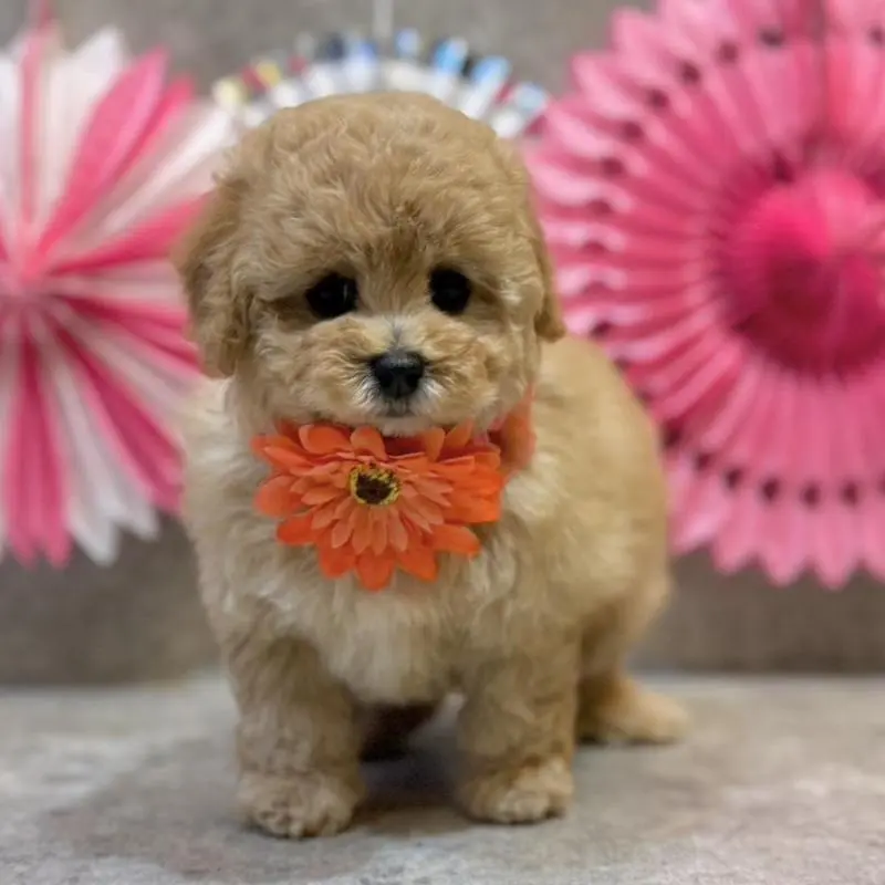 販売中の大阪府のタイニープードル-451393