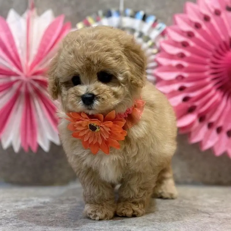 販売中の大阪府のタイニープードル-451393の4枚目