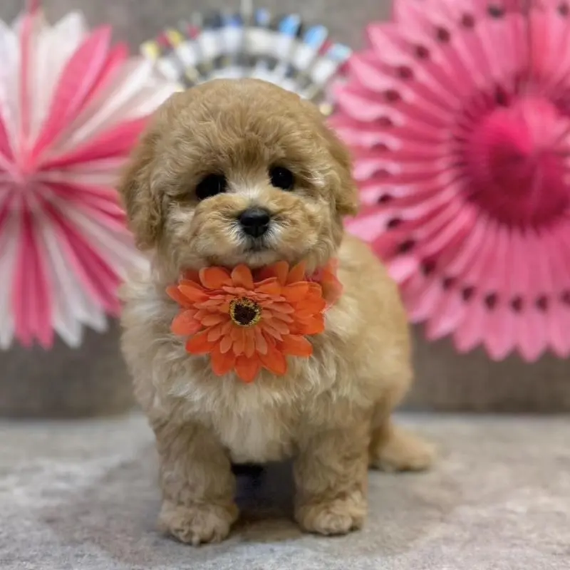 販売中の大阪府のタイニープードル-451393の3枚目