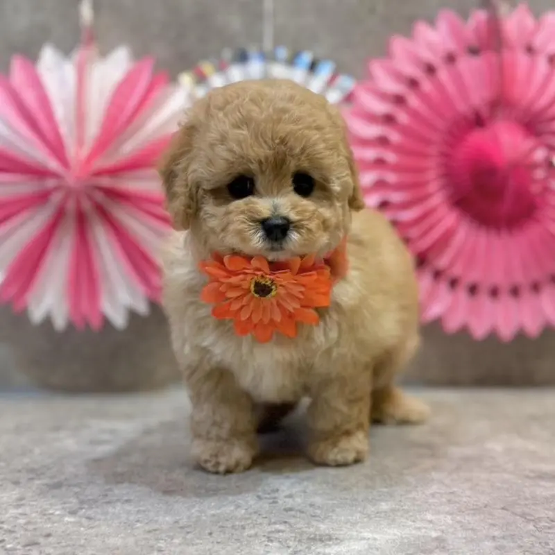 販売中の大阪府のタイニープードル-451393の2枚目