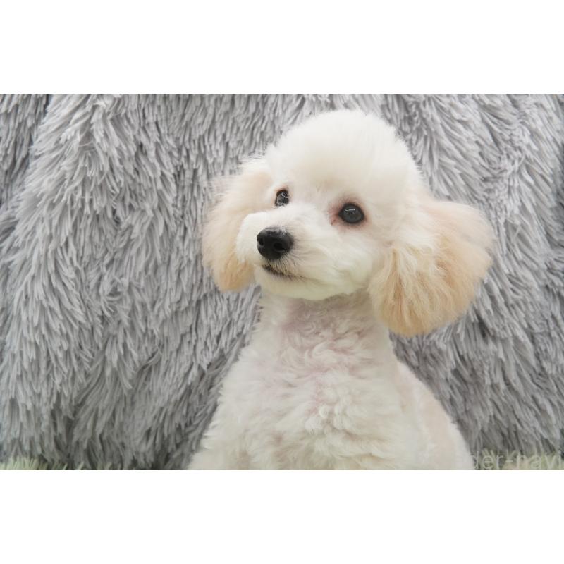 商談中の東京都のタイニープードル-432729の9枚目