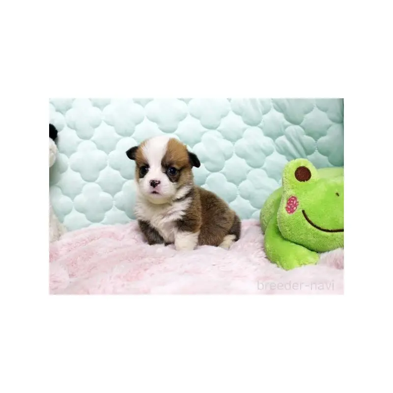 販売中の栃木県のウェルシュコーギーペンブローク-451394の4枚目