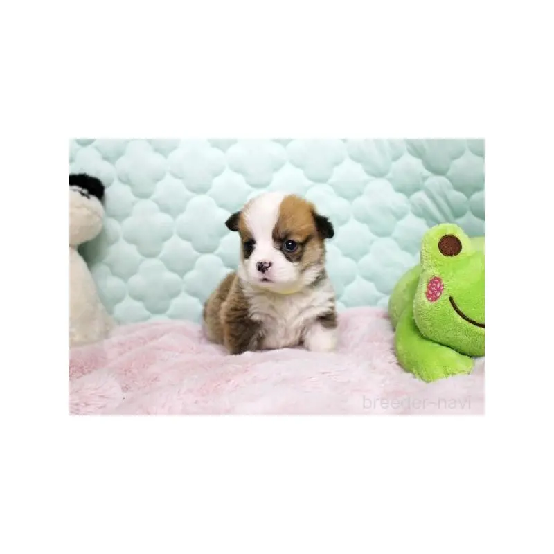 販売中の栃木県のウェルシュコーギーペンブローク-451394の3枚目