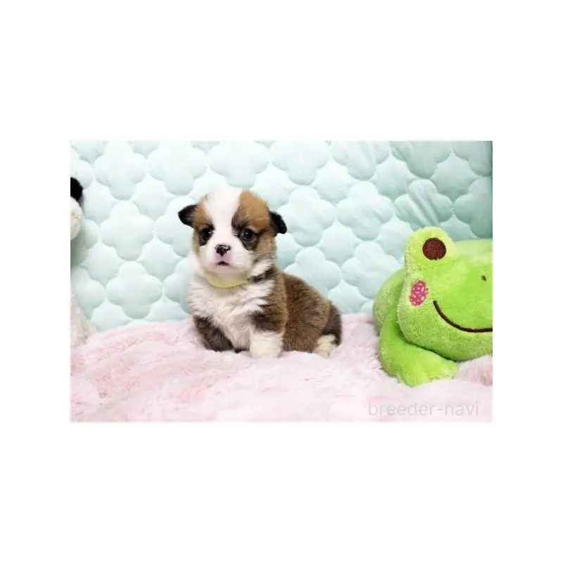 販売中の栃木県のウェルシュコーギーペンブローク-451394の2枚目