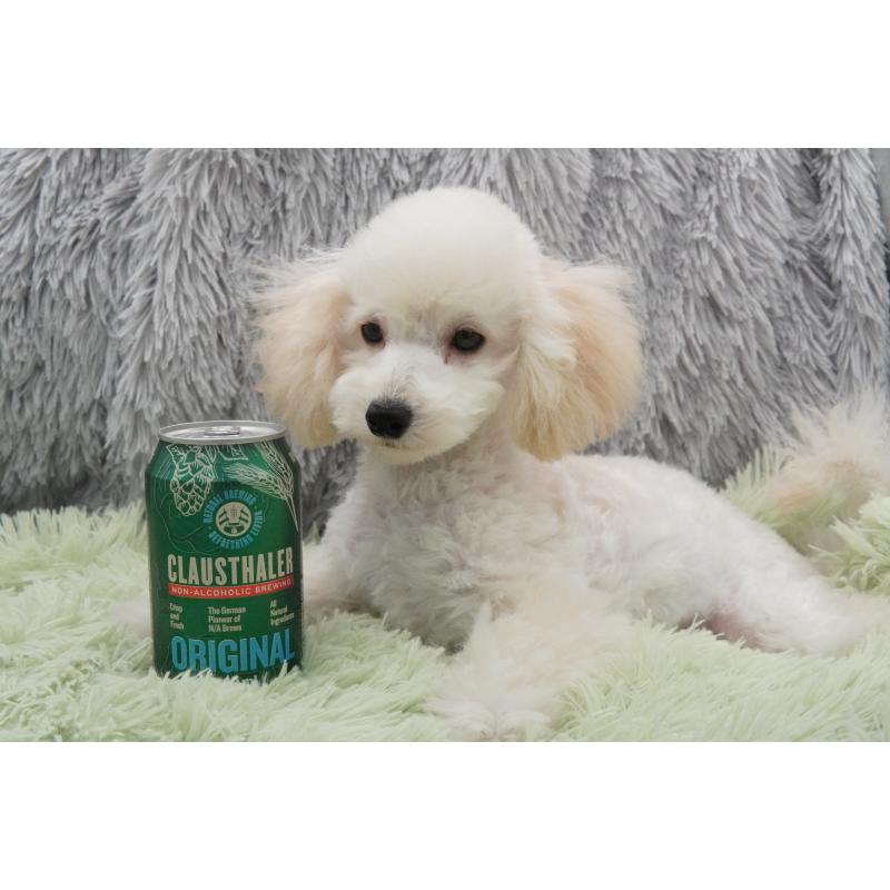 商談中の東京都のタイニープードル-432729の7枚目