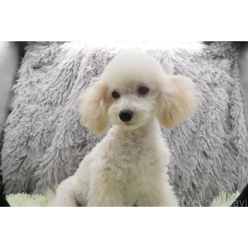 商談中の東京都のタイニープードル-432729の6枚目