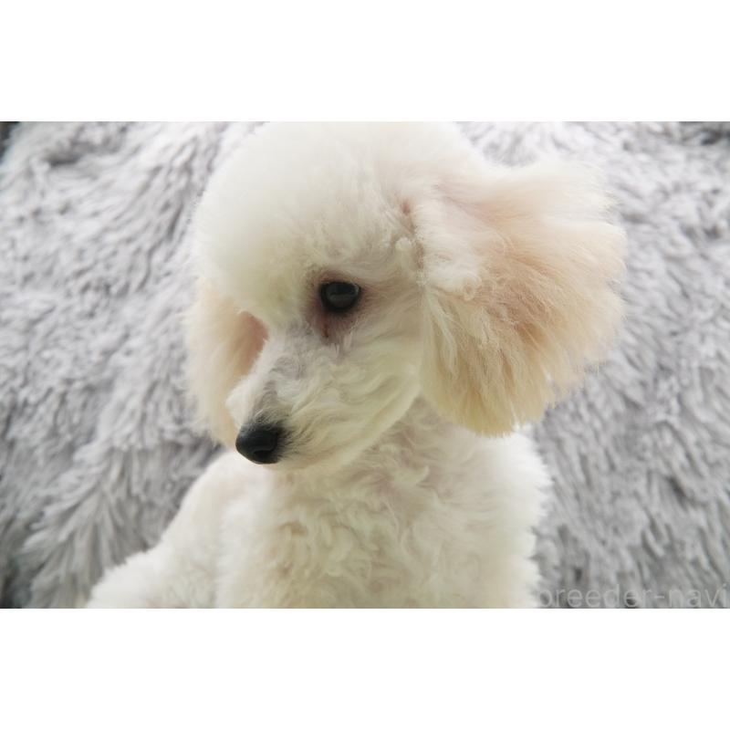 商談中の東京都のタイニープードル-432729の5枚目