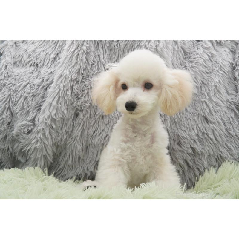 商談中の東京都のタイニープードル-432729の4枚目