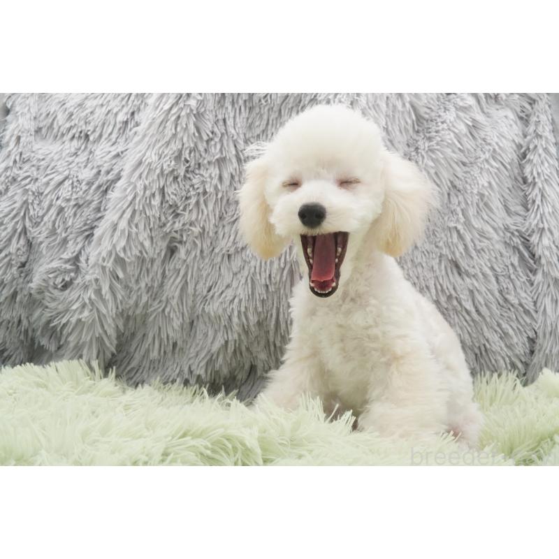 商談中の東京都のタイニープードル-432729の3枚目