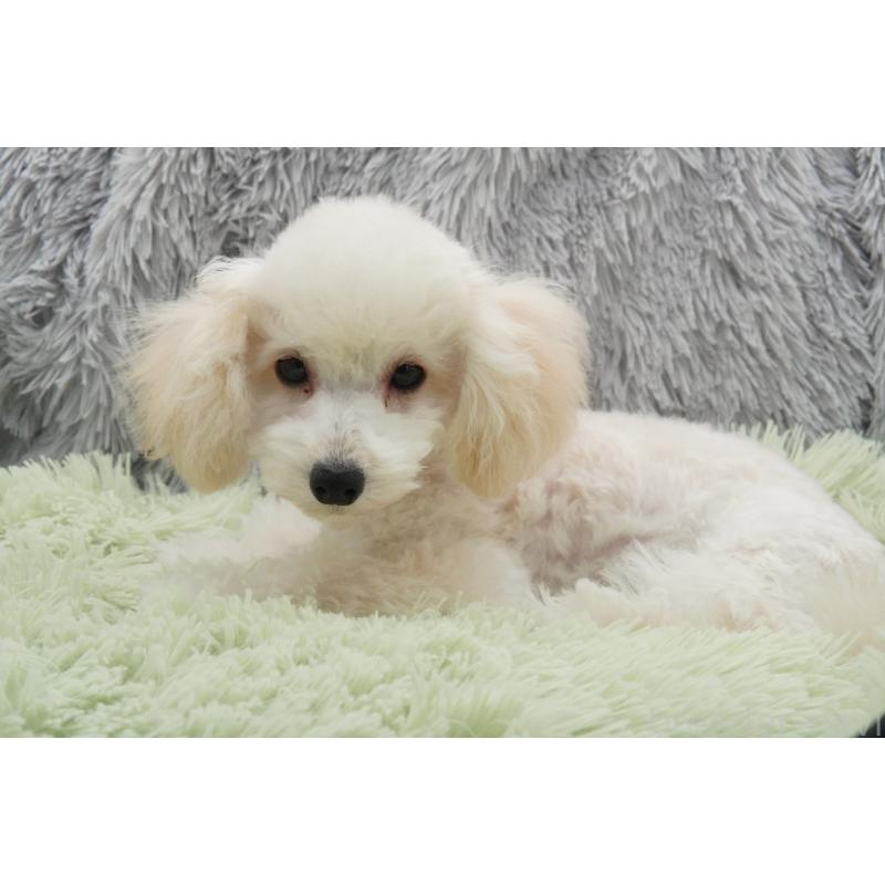 商談中の東京都のタイニープードル-432729の2枚目