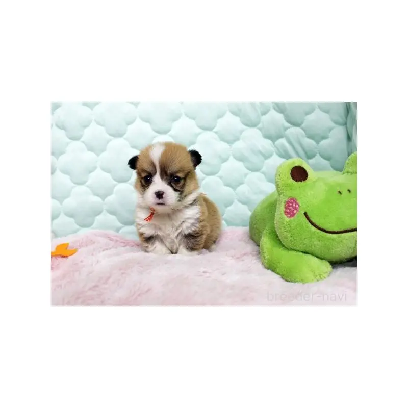 販売中の栃木県のウェルシュコーギーペンブローク-451395の4枚目