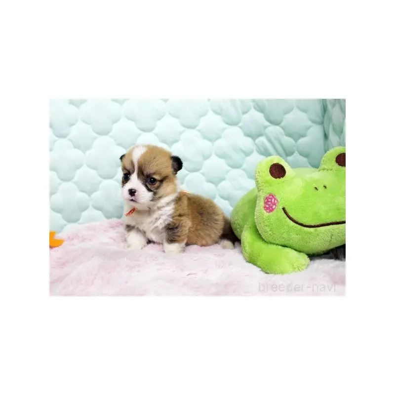 販売中の栃木県のウェルシュコーギーペンブローク-451395の3枚目