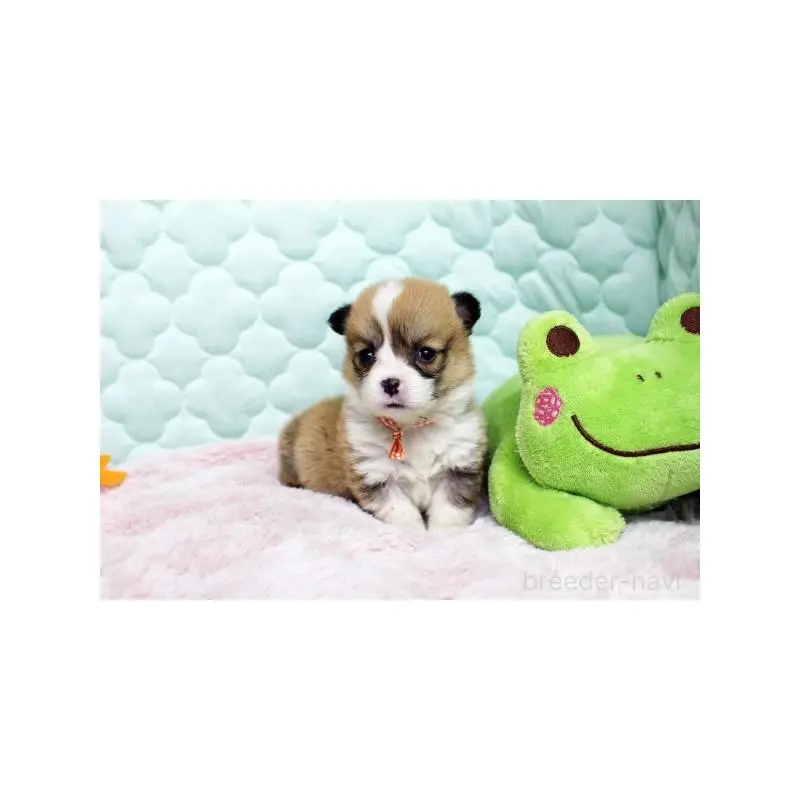 販売中の栃木県のウェルシュコーギーペンブローク-451395の2枚目