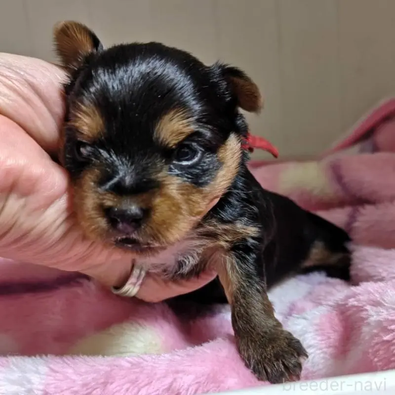 販売中の神奈川県のヨークシャーテリア-451396の4枚目