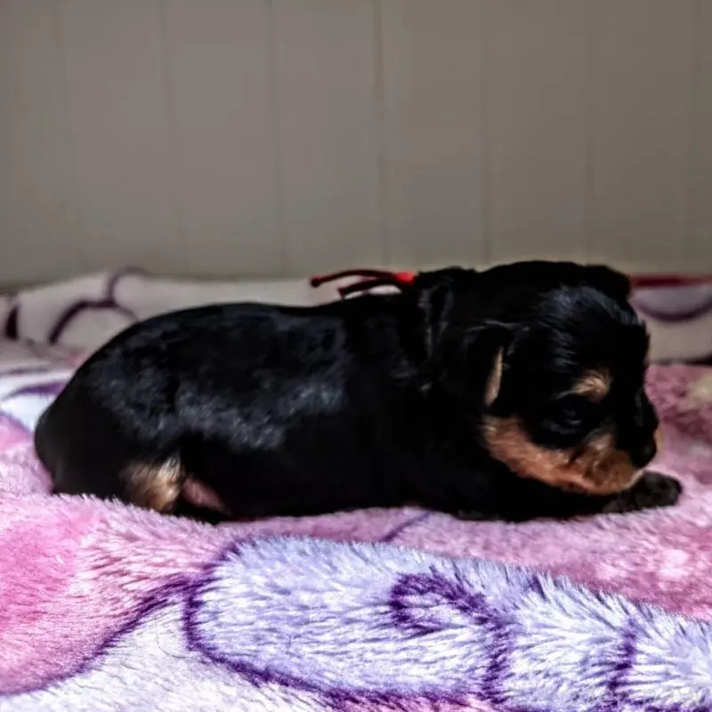 販売中の神奈川県のヨークシャーテリア-451396の3枚目