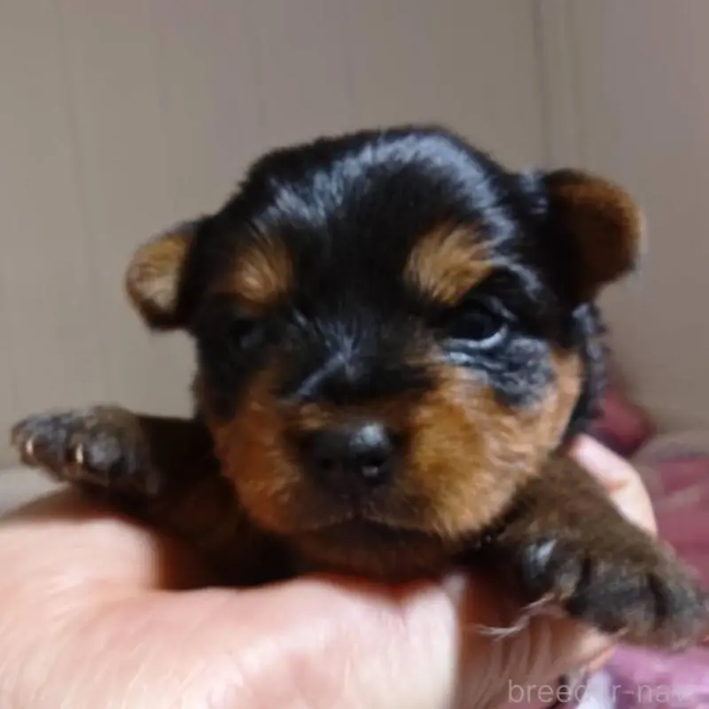 販売中の神奈川県のヨークシャーテリア-451396の2枚目