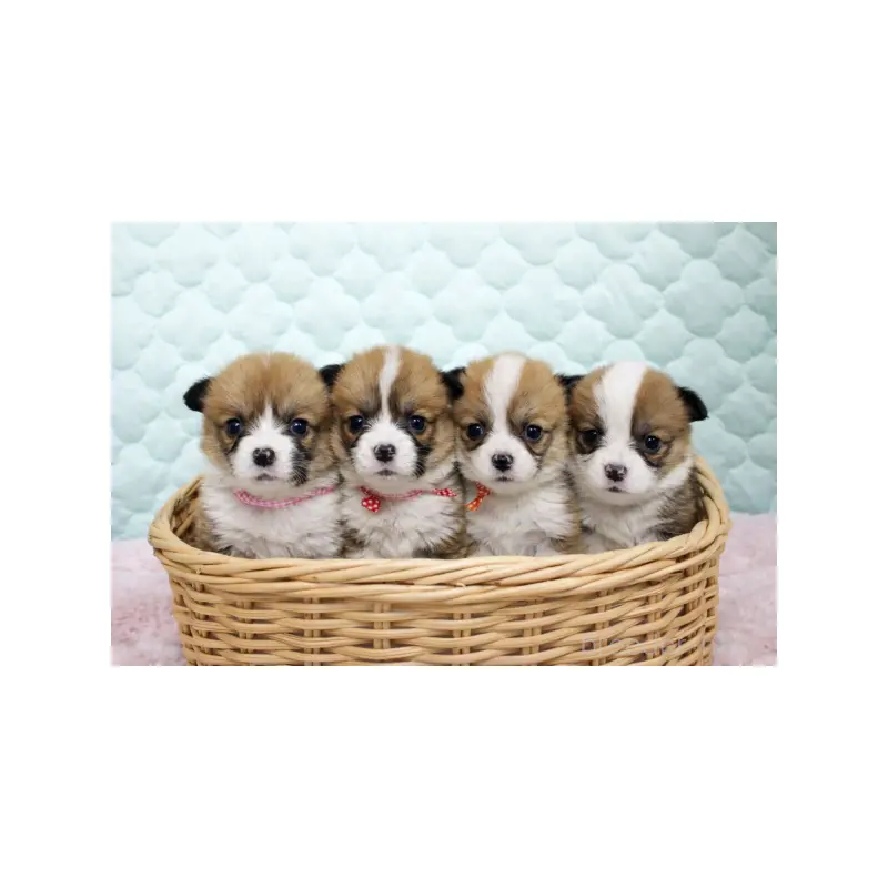 販売中の栃木県のウェルシュコーギーペンブローク-451397の5枚目