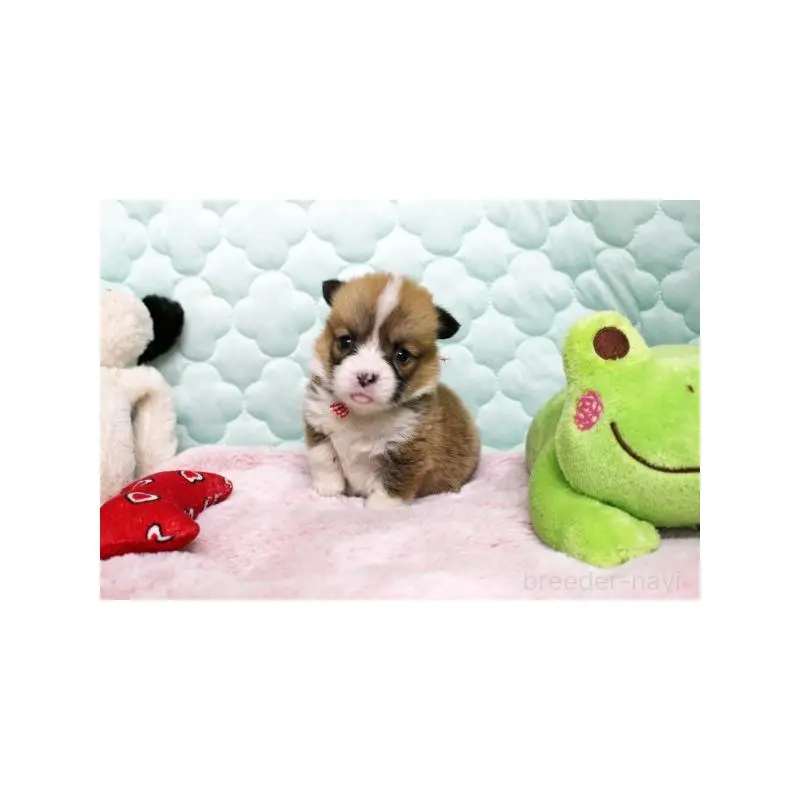 販売中の栃木県のウェルシュコーギーペンブローク-451397の4枚目