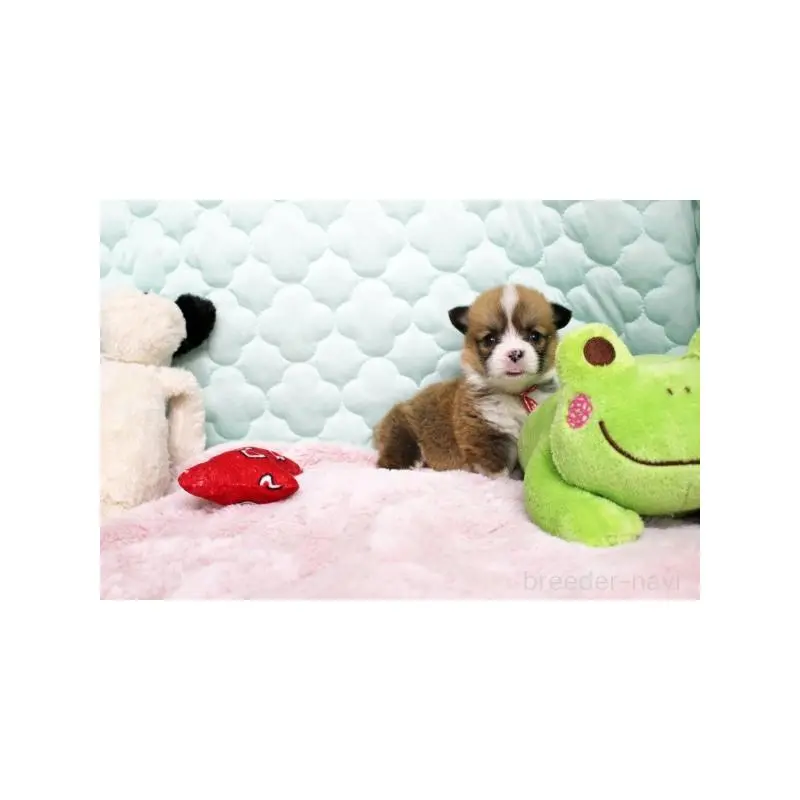 販売中の栃木県のウェルシュコーギーペンブローク-451397の3枚目