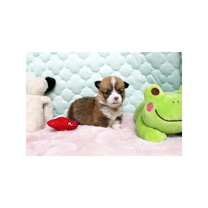 販売中の栃木県のウェルシュコーギーペンブローク-451397の2枚目