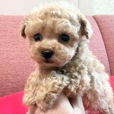 オンライン見学