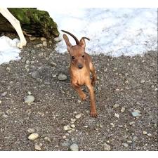 ♀︎ミニチュアピンシャー(ミニピン)