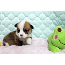 オンライン見学