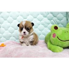 ♀︎ウェルシュコーギーペンブローク