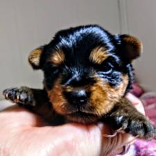 ♀︎ヨークシャーテリア