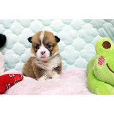 ♀︎ウェルシュコーギーペンブローク