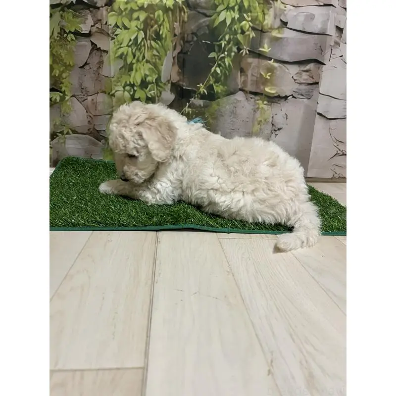 販売中の大阪府のスタンダードプードル-451603の5枚目