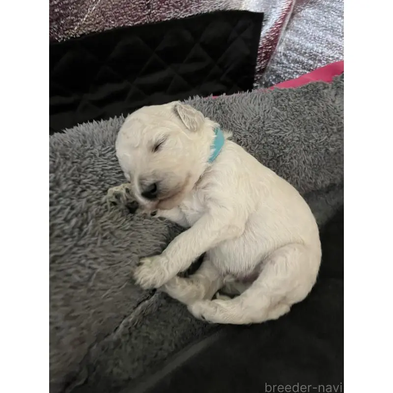 販売中の大阪府のスタンダードプードル-451603の4枚目