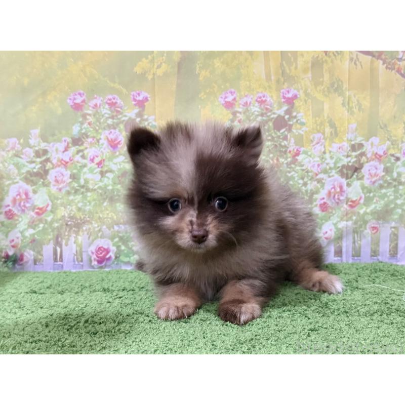 販売中の埼玉県のポメラニアン-444553