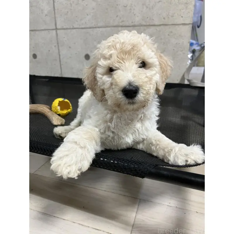 販売中の大阪府のスタンダードプードル-451603の3枚目