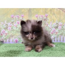 ♀︎ポメラニアン