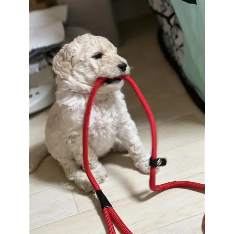 販売中の大阪府のスタンダードプードル-451606の6枚目